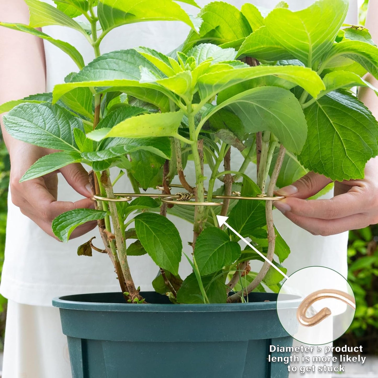 5PCS 7.5 Inch Monstera Plant Stem Support Hook - Premium Metal Structure for Indoor Plants, Durable and Elegant Stem Holder with Soft Touch Clips for Stable Growth-VerdiqueGarden