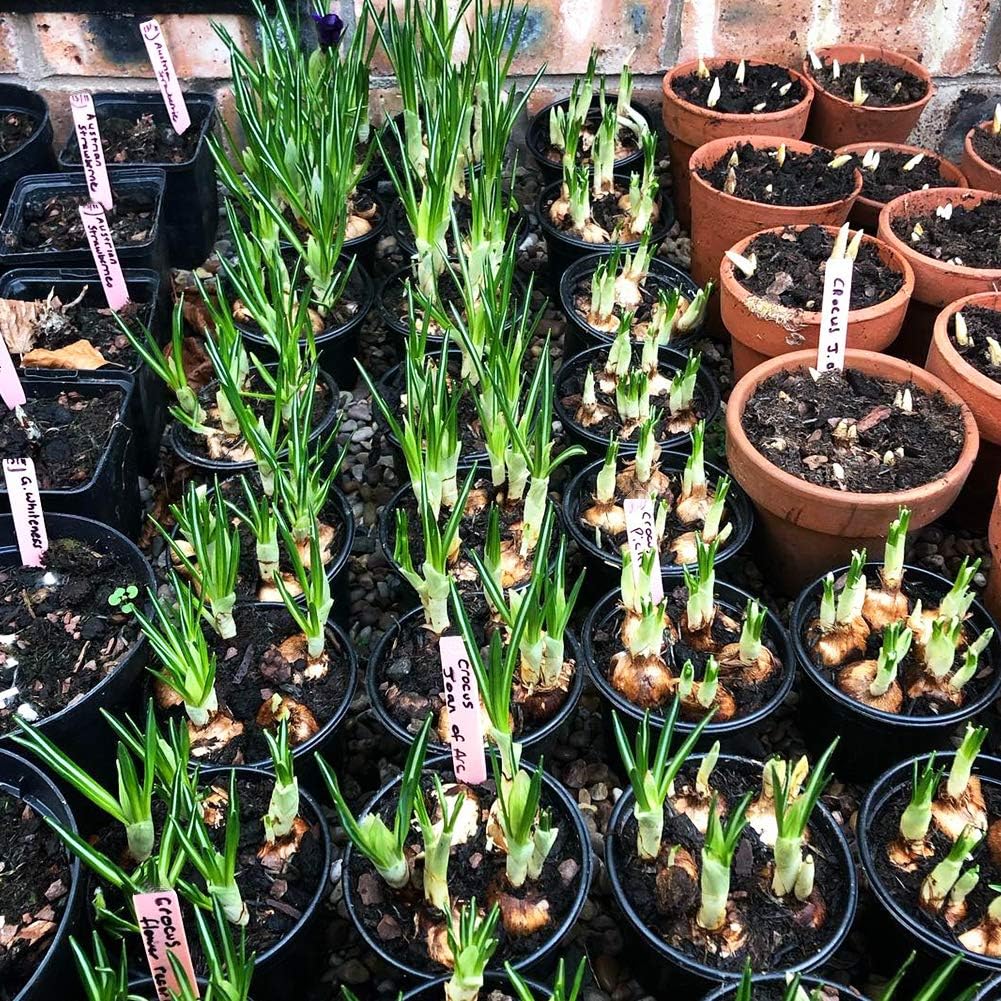 Zkptops 50Pcs Wooden Plant Labels Plant Tags 6 Inch Garden Plants Markers Waterproof Seed Labels Markers Sticks Outdoor Garden Label Stakes Sign Wooden Plants Name Tags for Seedling Vegetables Flower-VerdiqueGarden