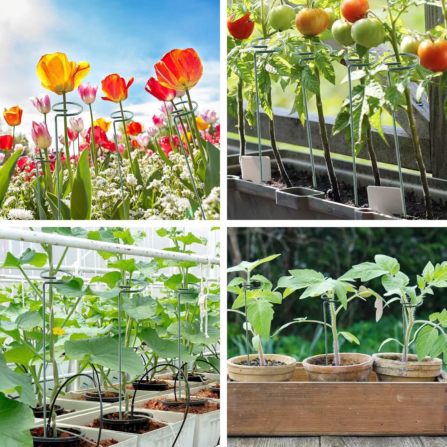 12 Pack 18 Inch Plant Support Stakes, Metal Single stemmed Flower Support Hoops，Garden Plant Stakes Plant Prop for Amaryllis Orchid Lily Rose Peony Tomatoes Gladiolus-VerdiqueGarden