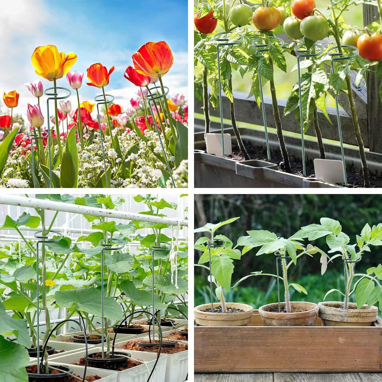 12 Pack 16 Inch Plant Support Stakes, Metal Single stemmed Flower Support Hoops，Garden Plant Stakes Plant Prop for Amaryllis Orchid Lily Rose Peony Tomatoes Gladiolus-VerdiqueGarden