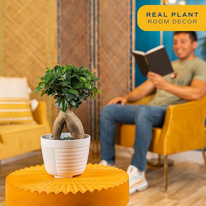 Costa Farms Mini Bonsai Live Indoor Tree, Grower's Choice, 1-Year Old, Potted in Indoor Planter Plant Pot, Tabletop Office and Home Décor, 10-Inches Tall-VerdiqueGarden