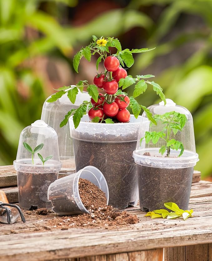 homenote Clear Nursery Pots for Plants,3/4/5 Inch Plant Pot for Planting with Humidity Domes Plastic Seedling with Drainage Holes Seed Starter Flower High Transparency (15 Pack)-VerdiqueGarden