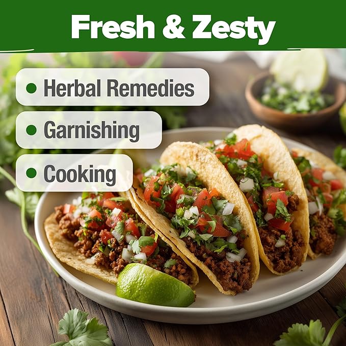 HOME GROWN 𝗨𝗦𝗔 𝗣𝗥𝗘𝗠𝗜𝗨𝗠 500+ Cilantro Seeds for Planting Indoors or Outdoors - Heirloom 𝗡𝗢𝗡-𝗚𝗠𝗢 Coriander Seeds, Grow Your Own Cilantro Plant - Culinary Herb Seeds for Your Herb Garden-VerdiqueGarden