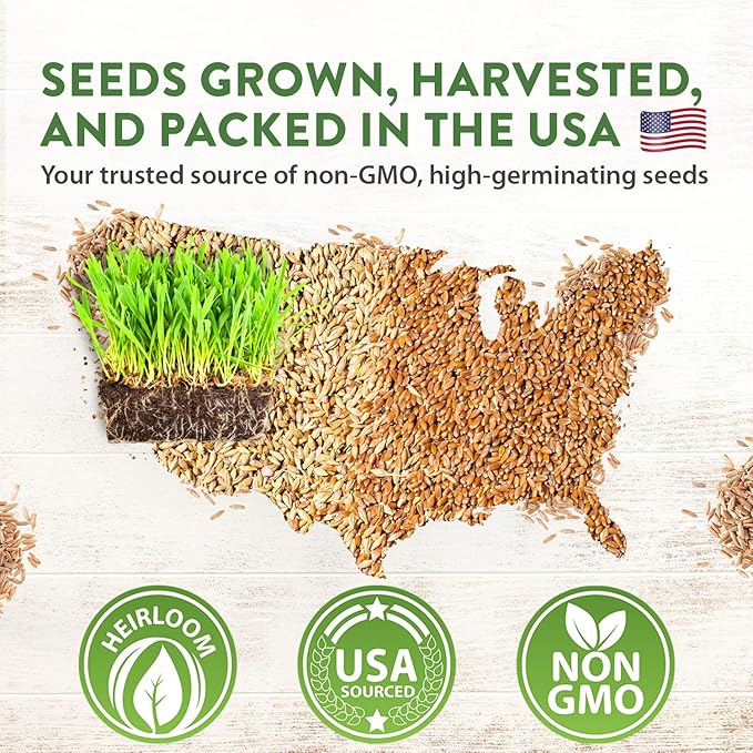 HOME GROWN 30,000+Cat Grass Seeds (6oz) 𝗡𝗢𝗡-𝗚𝗠𝗢 𝗨𝗦𝗔 Heirloom Barley & Oat Mix – Refill for Indoor Cat Grass Growing Kit – Safe Healthy Green Grass for Cats – Pet Grass for Eating & Digestion-VerdiqueGarden