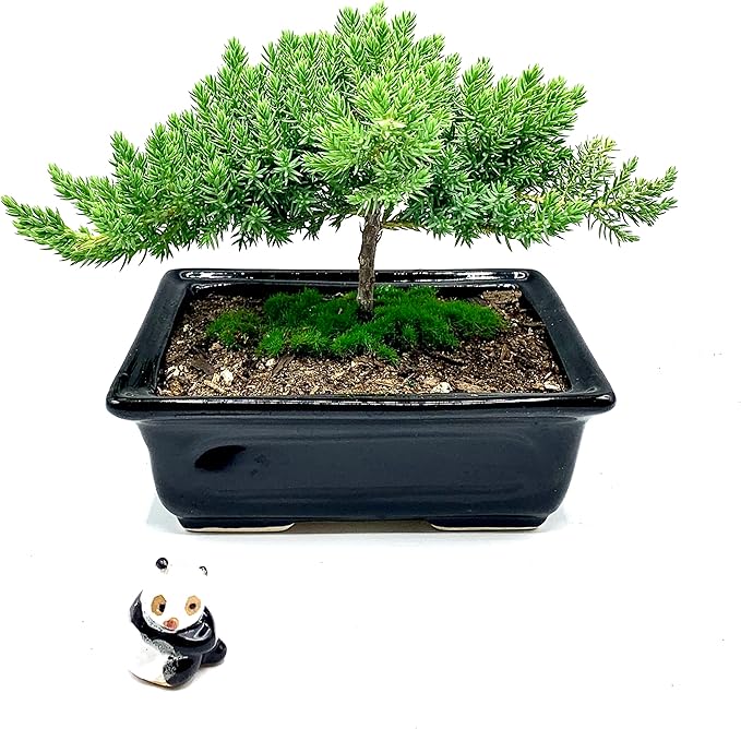Live Dwarf Juniper Bonsai Tree 4-5years Old with Cute Ceramic Panda | Juniper or Jade Bonsai Tree | Indoor/Outdoor | 100% Handcrafted| Home and Office Décor | Best Gift for Holiday-VerdiqueGarden