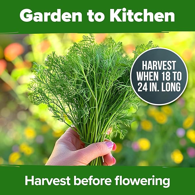 HOME GROWN 𝗨𝗦𝗔 𝗣𝗥𝗘𝗠𝗜𝗨𝗠 Dill Seeds for Planting 1,014 Bouquet Dill Seeds 𝗡𝗢𝗡-𝗚𝗠𝗢 and Heirloom Herb Seeds for Planting Outdoors, Grow Your Fragrant Dill Herb Garden (Anethum graveolens)-VerdiqueGarden