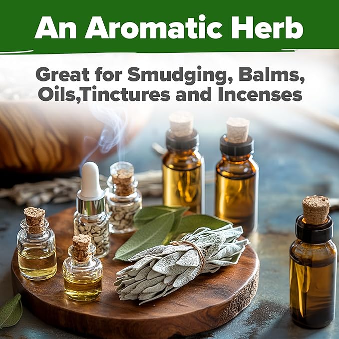 HOME GROWN 𝗨𝗦𝗔 𝗣𝗥𝗘𝗠𝗜𝗨𝗠 White Sage Seeds 323 Pack 𝗡𝗢𝗡-𝗚𝗠𝗢 Heirloom Seeds - Grow Aromatic Sage Plants for Your Herb Seeds Garden with Sage for Planting Outdoor or Indoor (Salvia apiana)-VerdiqueGarden