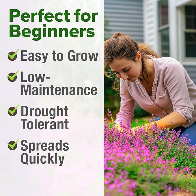 Home Grown Purple Creeping Thyme Seeds – Non-GMO Ground Cover Flowers – 22000+ Edible Herb Seeds for Planting Lawns & Paths – 3g Perennial Thymus serpyllum-VerdiqueGarden