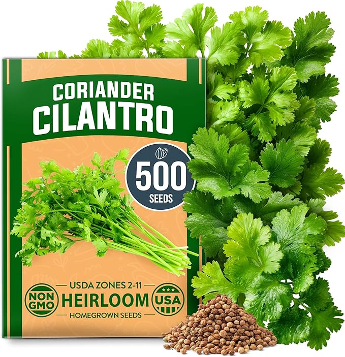 HOME GROWN 𝗨𝗦𝗔 𝗣𝗥𝗘𝗠𝗜𝗨𝗠 500+ Cilantro Seeds for Planting Indoors or Outdoors - Heirloom 𝗡𝗢𝗡-𝗚𝗠𝗢 Coriander Seeds, Grow Your Own Cilantro Plant - Culinary Herb Seeds for Your Herb Garden-VerdiqueGarden