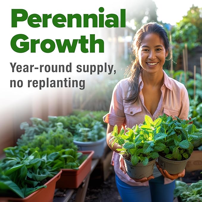 HOME GROWN Premium Common Mint Seeds (Bulk Pack) 3,600 𝗡𝗢𝗡-𝗚𝗠𝗢 𝗨𝗦𝗔 Heirloom Herb Seeds, USA Sourced | Ideal for Planting Outdoors or Indoors for a Fresh Mint Tea Garden (Mentha spp)-VerdiqueGarden