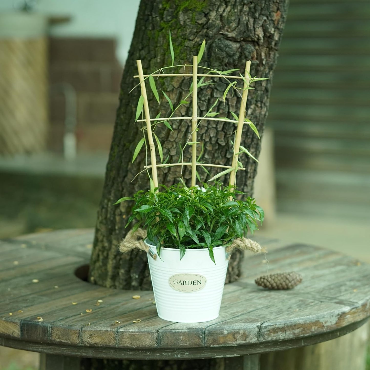 Natural Bamboo Trellis 16inch for Climbing Plants 6 Pack - Plant Ladder Trellis with Garden Ties, Outdoor Decorative Plant Support Stakes for Vines Flowers Vegetables (Fan-Shape)-VerdiqueGarden