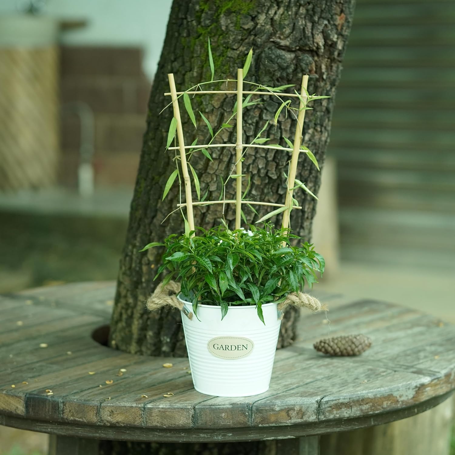 Natural Bamboo Trellis 16inch for Climbing Plants 6 Pack - Plant Ladder Trellis with Garden Ties, Outdoor Decorative Plant Support Stakes for Vines Flowers Vegetables (Fan-Shape)-VerdiqueGarden