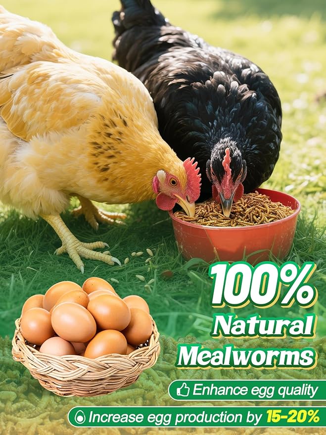 Mealworms Chicken Treats 2 Lbs with Handle Packing, High-Protein Promote Egg Production, Natural Chicken Feed for Laying Hens Wild Birds Ducks-VerdiqueGarden