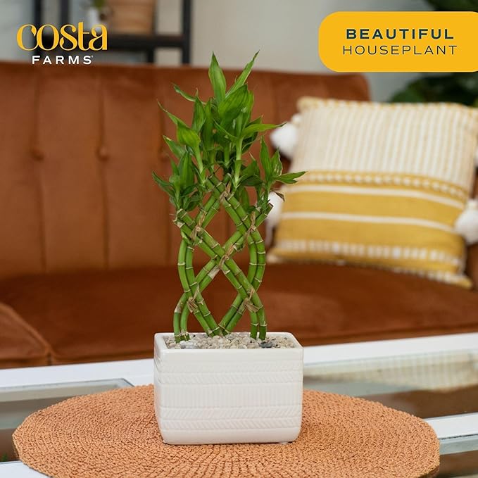 Costa Farms Lucky Bamboo Plant, Easy to Grow Live Houseplant in Indoor Bamboo Pot, Potting Mix, Grower's Choice, Birthday Gift, Home, Office, Plant Shelf Zen Room Decor, 12-Inches Tall-VerdiqueGarden