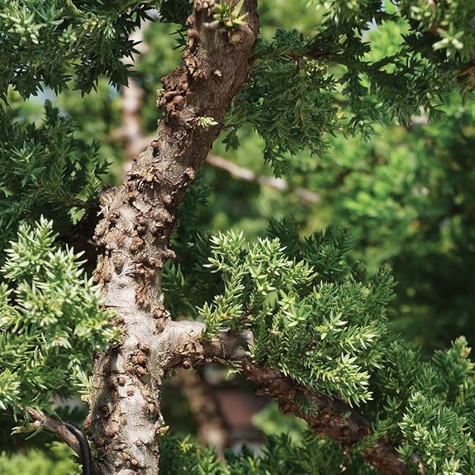 Brussel's Bonsai Live Green Mound Juniper Bonsai Tree - Medium, 5 Year, 6 to 10 Inches - Outdoor Bonsai Tree Live with Water Bonsai Pot (Not Sold in California)-VerdiqueGarden