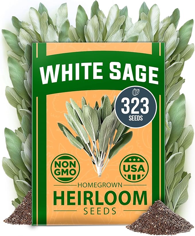 HOME GROWN 𝗨𝗦𝗔 𝗣𝗥𝗘𝗠𝗜𝗨𝗠 White Sage Seeds 323 Pack 𝗡𝗢𝗡-𝗚𝗠𝗢 Heirloom Seeds - Grow Aromatic Sage Plants for Your Herb Seeds Garden with Sage for Planting Outdoor or Indoor (Salvia apiana)-VerdiqueGarden