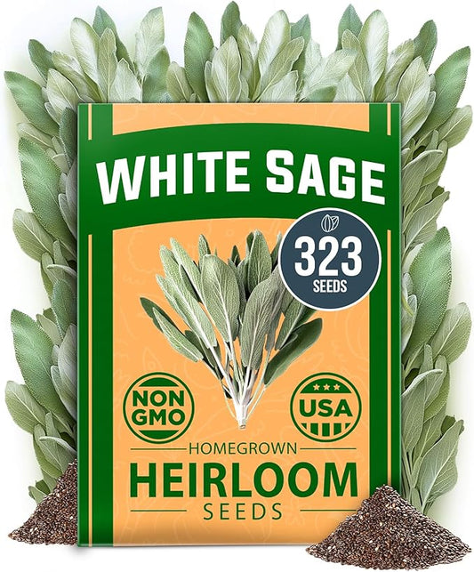 HOME GROWN 𝗨𝗦𝗔 𝗣𝗥𝗘𝗠𝗜𝗨𝗠 White Sage Seeds 323 Pack 𝗡𝗢𝗡-𝗚𝗠𝗢 Heirloom Seeds - Grow Aromatic Sage Plants for Your Herb Seeds Garden with Sage for Planting Outdoor or Indoor (Salvia apiana)-VerdiqueGarden