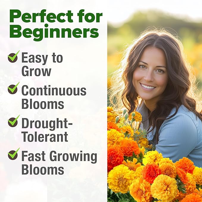 HOME GROWN 𝗨𝗦𝗔 𝗣𝗥𝗘𝗠𝗜𝗨𝗠 Petite French Marigold Seeds 329+ Flower Seeds for Planting Outdoors Easy to Grow Companion Plant & Quick Blooming Pollinator Heirloom Wildflower Seed (Tagetes patula)-VerdiqueGarden