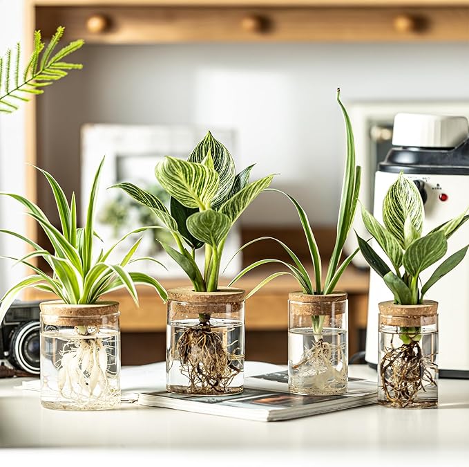 Glass Plant Propagation Stations for Plants – Set of 4(4 Large & 4 Small) Hydroponic Vases for Plant Cuttings,Flower Arrangements, Home & Office Decor–Desktop Vases for Living Room, Bedroom (8)-VerdiqueGarden