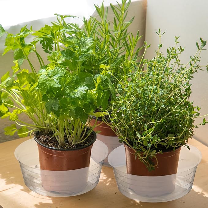 Hoolerry Plastic Plant Saucer Clear Deep Drip Tray Thickened Clear Plant Saucers Trays for Pots Deep Drip Trays for Home Garden Indoor and Outdoor Potted(15 Pcs,12 Inch)-VerdiqueGarden