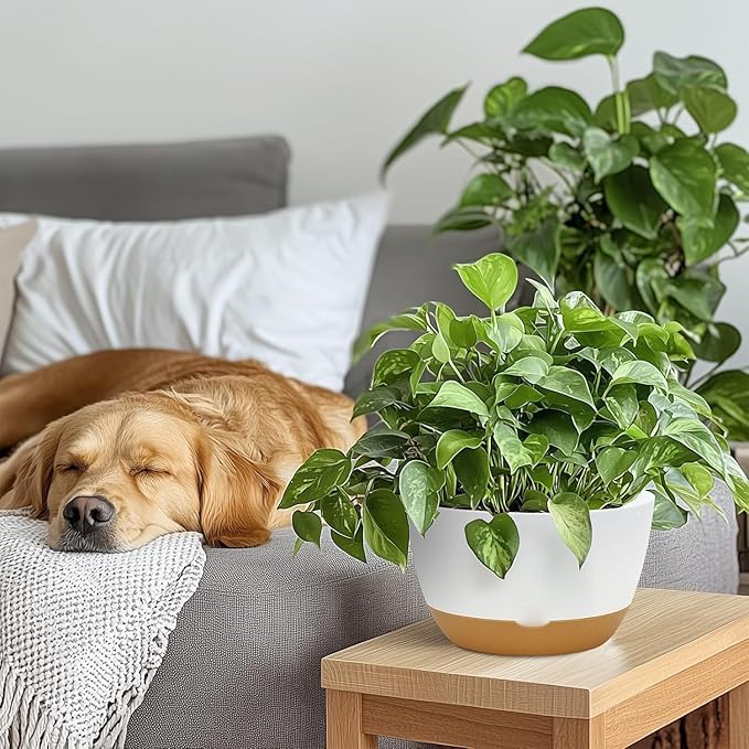 10 Inch Pots for Indoor Plants, Large Self Watering Planters with Drainage and Saucers, Plastic Outdoor Flower Pot, Set of 2, White-VerdiqueGarden