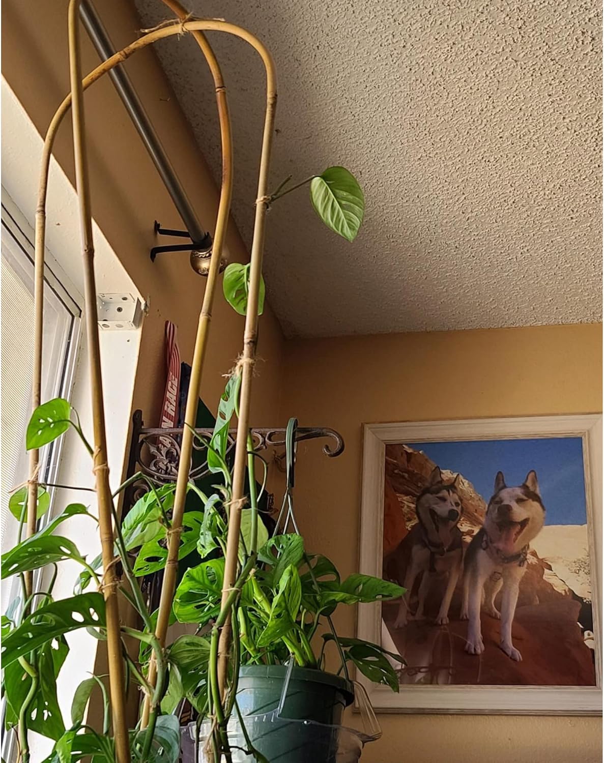 Avalution 10 Pcs Natural U-Hoops Bamboo Garden Trellis, 4 Ft Bamboo Trellis U-Shape Plant Support for Climbing Plants Indoor and Outdoor Use-VerdiqueGarden