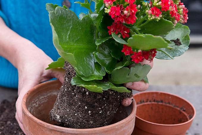 Kalanchoe Plant Premium Potting Mix - Optimize Growth with Natural Ingredients - 1 Quart-VerdiqueGarden