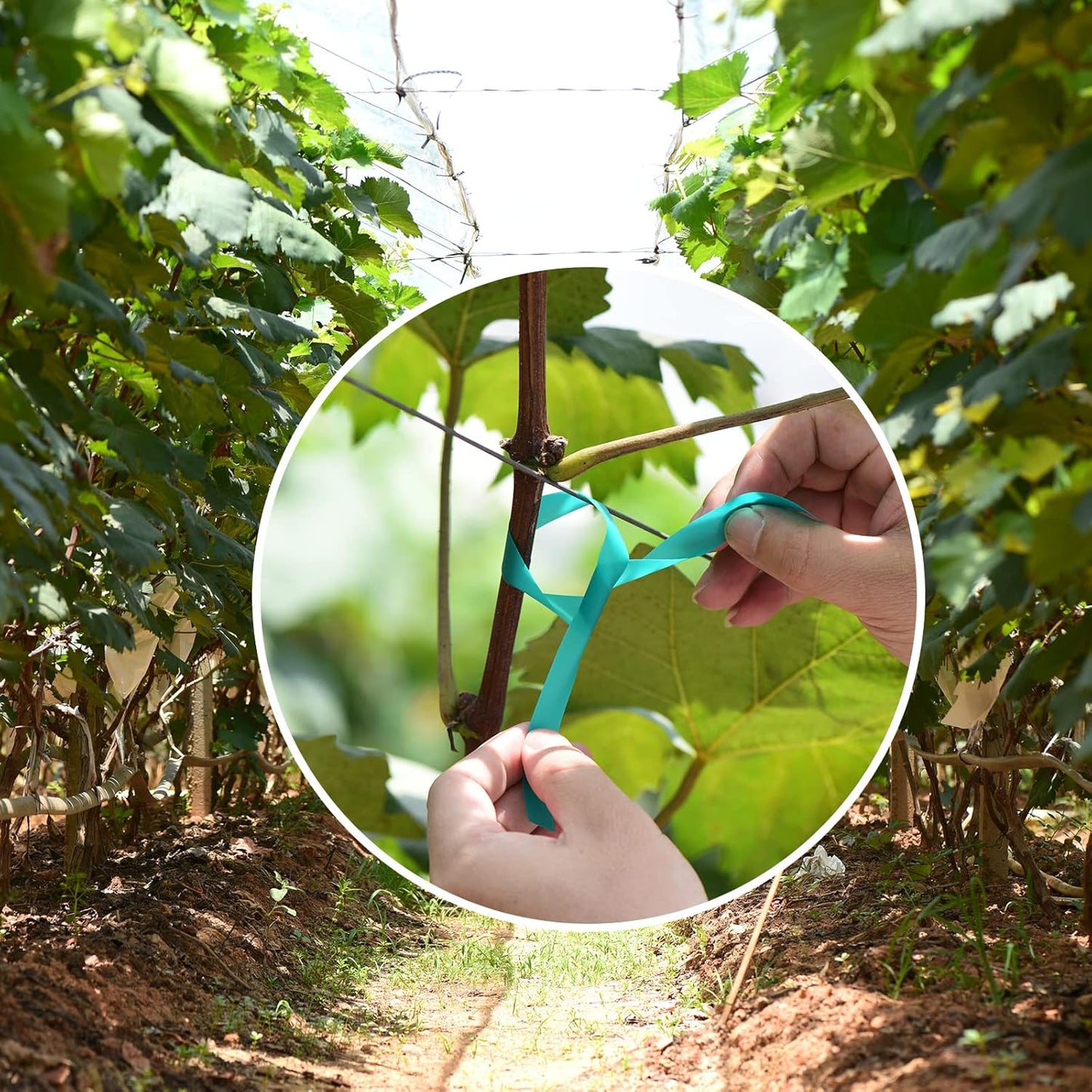 4 Rolls Stretch Tie Tape, 1” Wide 200FT Reusable Garden Plant Ties Green Tapes for Plants, Thick Garden Vinyl Stake Ribbon for Branches Flowers Tomatoes Indoor Outdoor Greenhouse-VerdiqueGarden