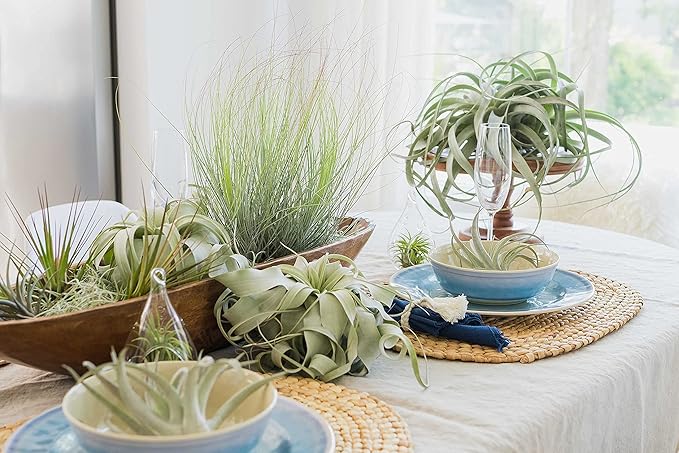 12 Pack of Classic Air Plants Variety - Live Succulent House Plants - Available in Wholesale and Bulk - Home and Garden Decor - Easy Care Indoor/Outdoor Air Plant-VerdiqueGarden