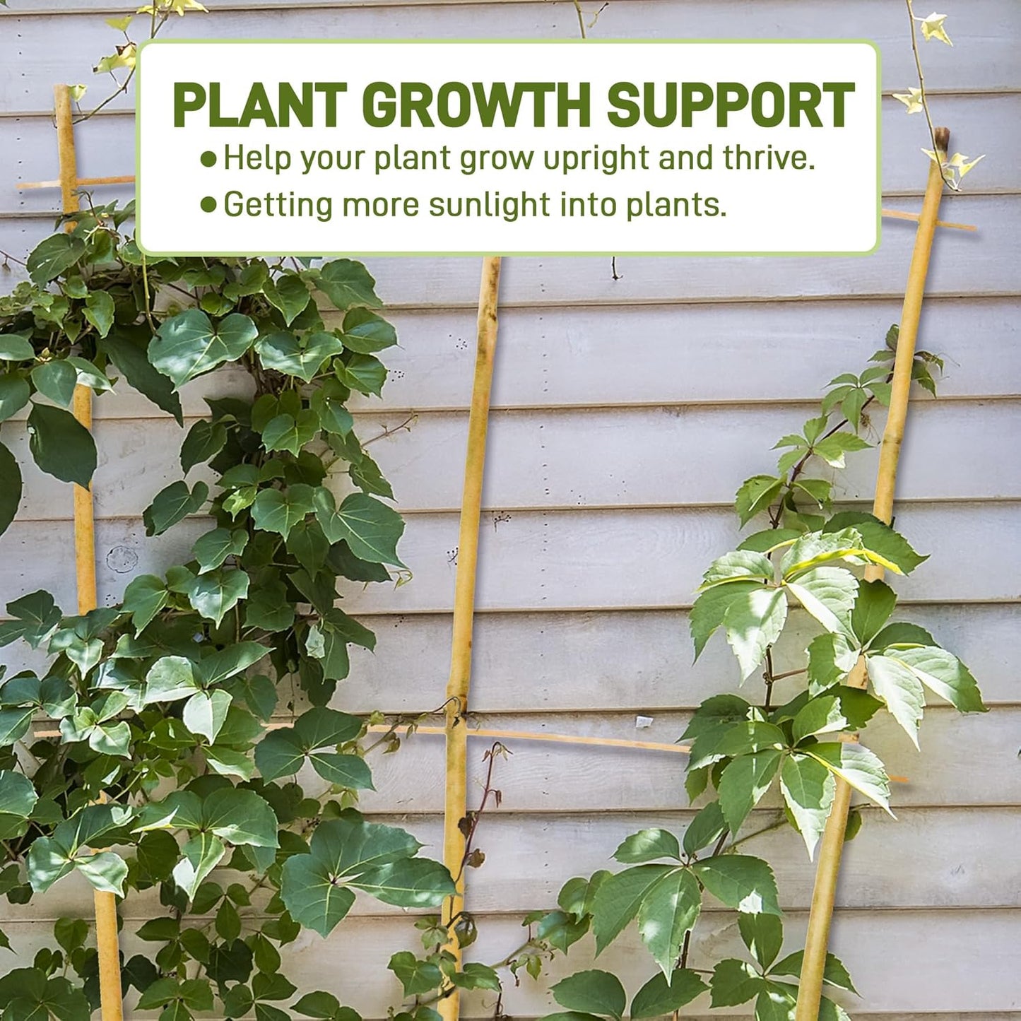 Avalution 10 Pack Bamboo Trellis for Climbing Plants, 2 FT Garden Ladder Trellis for Potted Plants Indoor, Fan-Shaped Small Plant Support Trellis for Houseplants Ivy Hoya Vine Monstera-VerdiqueGarden