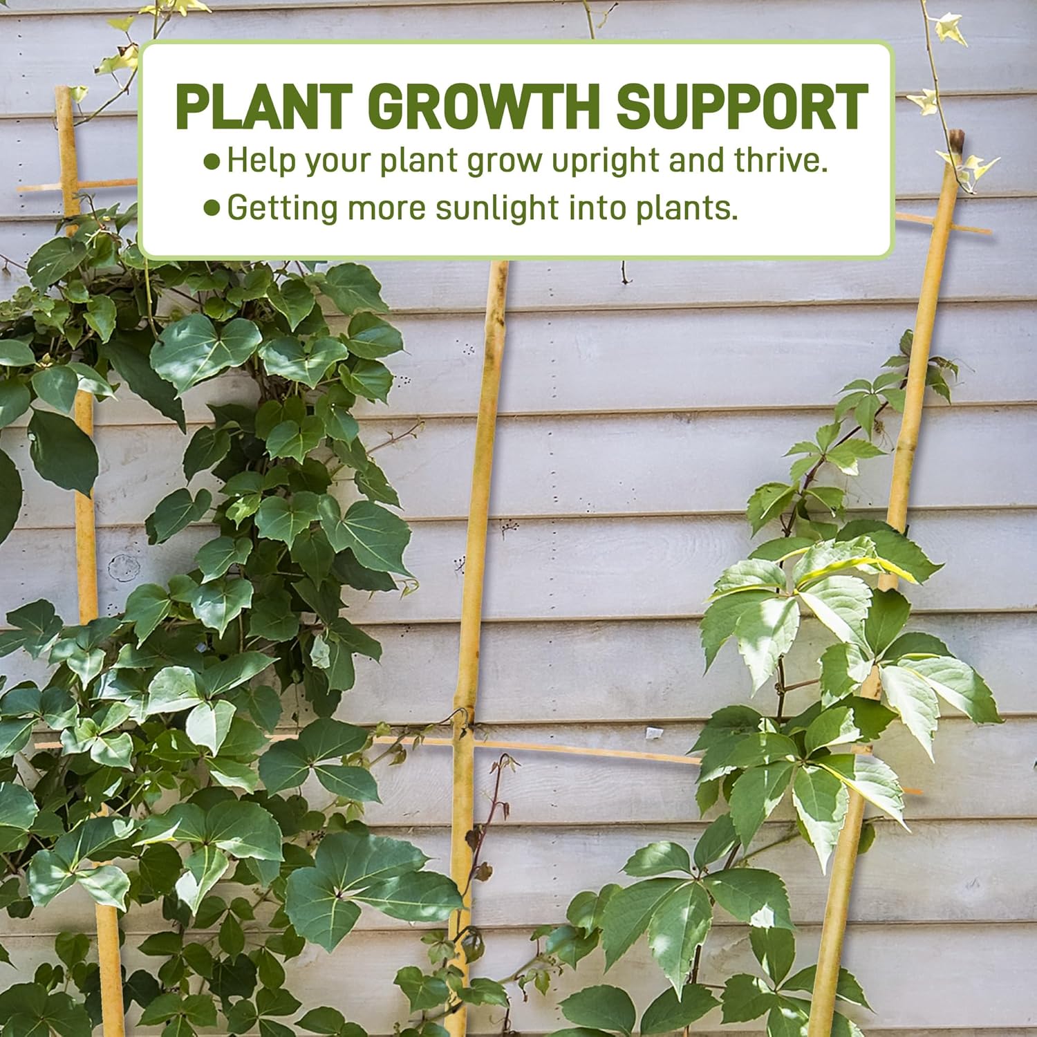 Avalution 10 Pack Bamboo Trellis for Climbing Plants, 2 FT Garden Ladder Trellis for Potted Plants Indoor, Fan-Shaped Small Plant Support Trellis for Houseplants Ivy Hoya Vine Monstera-VerdiqueGarden