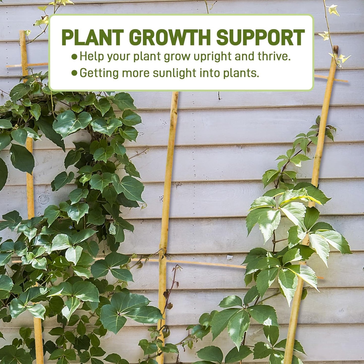 Avalution 10 Pack Bamboo Trellis for Climbing Plants, 4 FT Garden Ladder Trellis for Potted Plants Indoor, Fan-Shaped Small Plant Support Trellis for Houseplants Ivy Hoya Vine Monstera-VerdiqueGarden