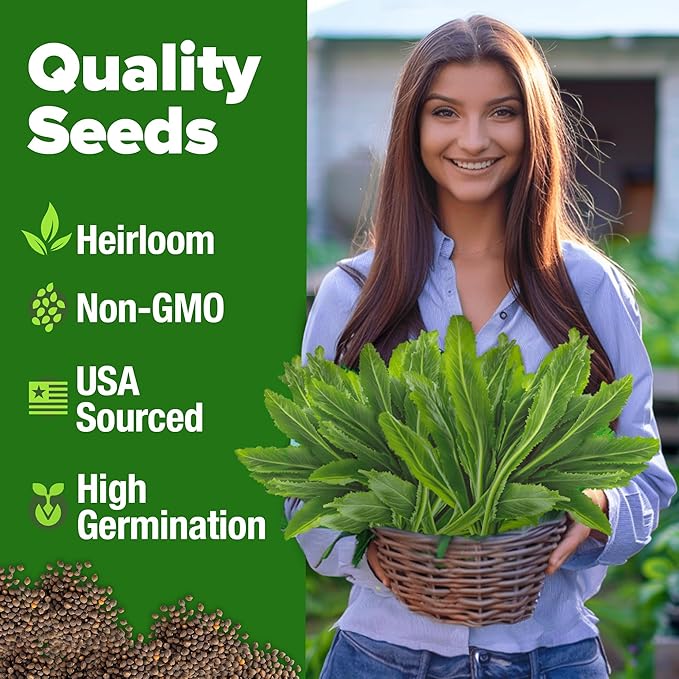 HOME GROWN Culantro Seeds - 720+ 𝗡𝗢𝗡-𝗚𝗠𝗢, 𝗨𝗦𝗔-𝗦𝗢𝗨𝗥𝗖𝗘𝗗 Heirloom Herb Seeds for Planting, Slow-Bolting, Flavorful Cilantro Alternative, Great for Outdoor Herb Gardens (Eryngium foetidum)-VerdiqueGarden