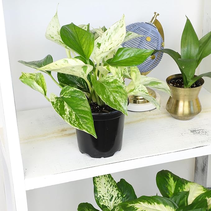 Live Pothos Plants (4PK) Indoor Plants Live Houseplants, Pothos Live Plant House Plants, Money Plant Indoor Pothos Plant Decor, Devils Ivy Trailing Plants Live by Plants for Pets,Black-VerdiqueGarden