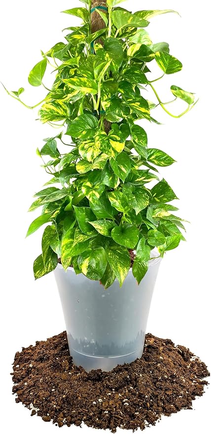 Premium Pothos Potting Soil Mix - Air Cleaning Plant Potting Mix, Soil Mix for Pothos, Parlor Palm, Peace Lily - (3 Quart Bag)-VerdiqueGarden