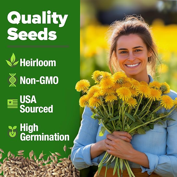 HOME GROWN 𝗨𝗦𝗔 𝗣𝗥𝗘𝗠𝗜𝗨𝗠 Dandelion Seeds for Planting – 600 Heirloom Medicinal Herb Seeds (~0.3g) 𝗡𝗢𝗡-𝗚𝗠𝗢 Grow Edible Leaves and Flowers for Remedies or Wildlife (Taraxacum officinale)-VerdiqueGarden