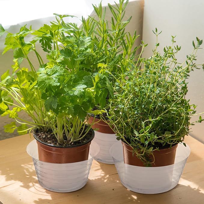 Hoolerry Plastic Plant Saucer Clear Deep Drip Tray Thickened Clear Plant Saucers Trays for Pots Deep Drip Trays for Home Garden Indoor and Outdoor Potted(15 Pcs, 6, 8, 10 Inch)-VerdiqueGarden