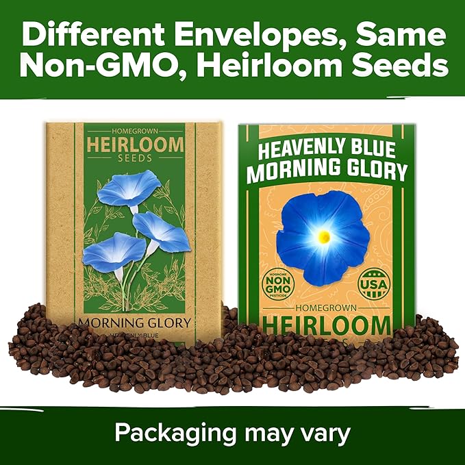 HOME GROWN 𝗨𝗦𝗔 𝗣𝗥𝗘𝗠𝗜𝗨𝗠 Heavenly Blue Morning Glory - 150 Heirloom Seeds for Planting, 𝗡𝗢𝗡-𝗚𝗠𝗢 Ideal for a Flower Garden That Attracts Pollinators and Birds (Ipomoea Tricolor)-VerdiqueGarden