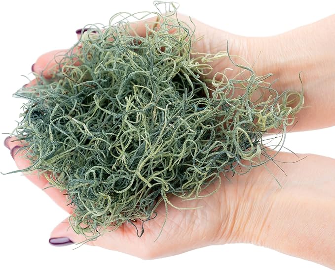 Premium Spanish Moss in Basil| Natural Preserved - Great Ground Cover - Filler for Potted Plants - by GARDENERA - 4 Quart Bag-VerdiqueGarden