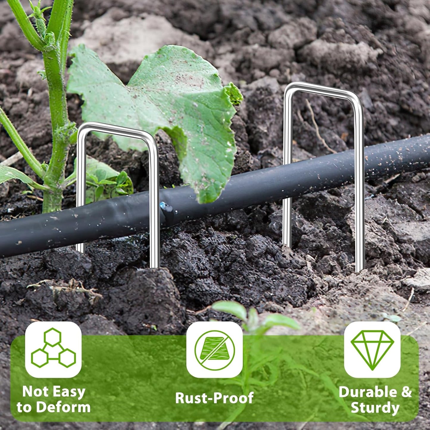 Landscape Staples 12 Inch, 50 Pack 8 Gauge Galvanized Garden Staples U-Shaped Landscape Stakes, Heavy Duty Ground Stakes for Outdoor Decorations, Weed Barrier Fabric, Irigation Tubing, Tent-VerdiqueGarden
