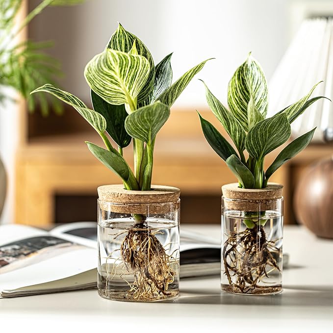 Glass Plant Propagation Stations for Plants – Set of 4(4 Large & 4 Small) Hydroponic Vases for Plant Cuttings,Flower Arrangements, Home & Office Decor–Desktop Vases for Living Room, Bedroom (8)-VerdiqueGarden