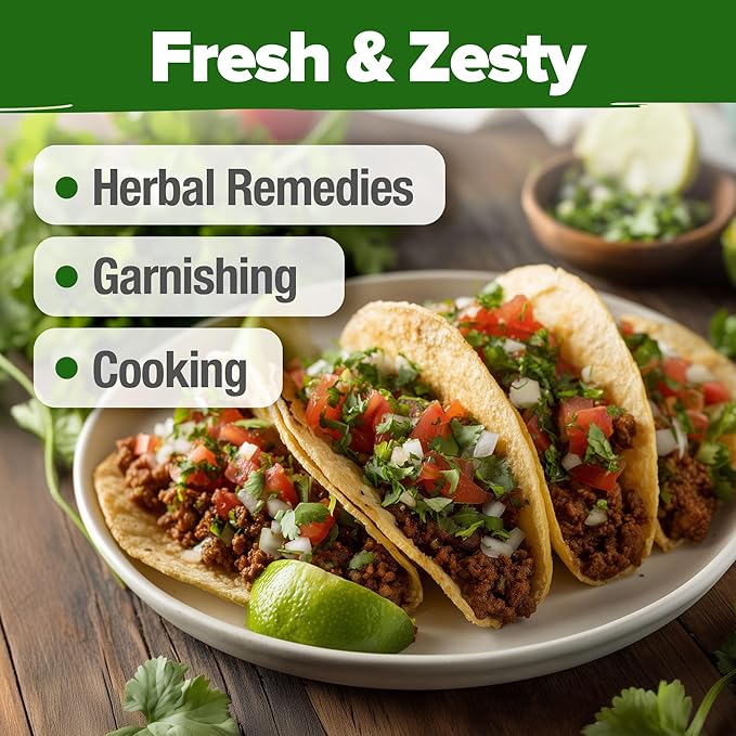 HOME GROWN 𝗨𝗦𝗔 𝗣𝗥𝗘𝗠𝗜𝗨𝗠 1000+ Cilantro Seeds for Planting Indoors or Outdoors - Non-GMO Heirloom Herbs, Coriander Plant Seeds - Complete Your Herb Seeds Collection for Your Indoor Herb Garden-VerdiqueGarden