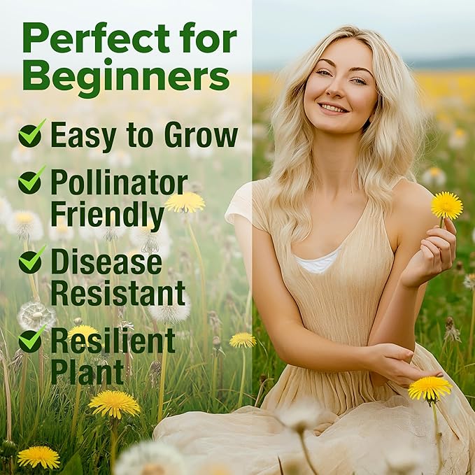HOME GROWN 𝗨𝗦𝗔 𝗣𝗥𝗘𝗠𝗜𝗨𝗠 Dandelion Seeds for Planting – 600 Heirloom Medicinal Herb Seeds (~0.3g) 𝗡𝗢𝗡-𝗚𝗠𝗢 Grow Edible Leaves and Flowers for Remedies or Wildlife (Taraxacum officinale)-VerdiqueGarden