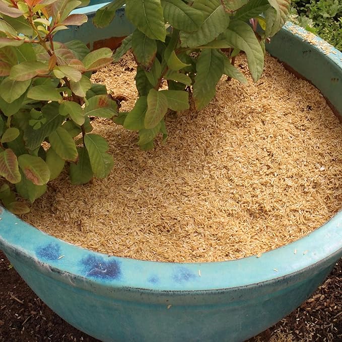 Sustainable Gardening Made Easy: Gardenera Rice Hulls - Harness The Power of Natural Mulch and Plant Protection - 10 QUARTS-VerdiqueGarden