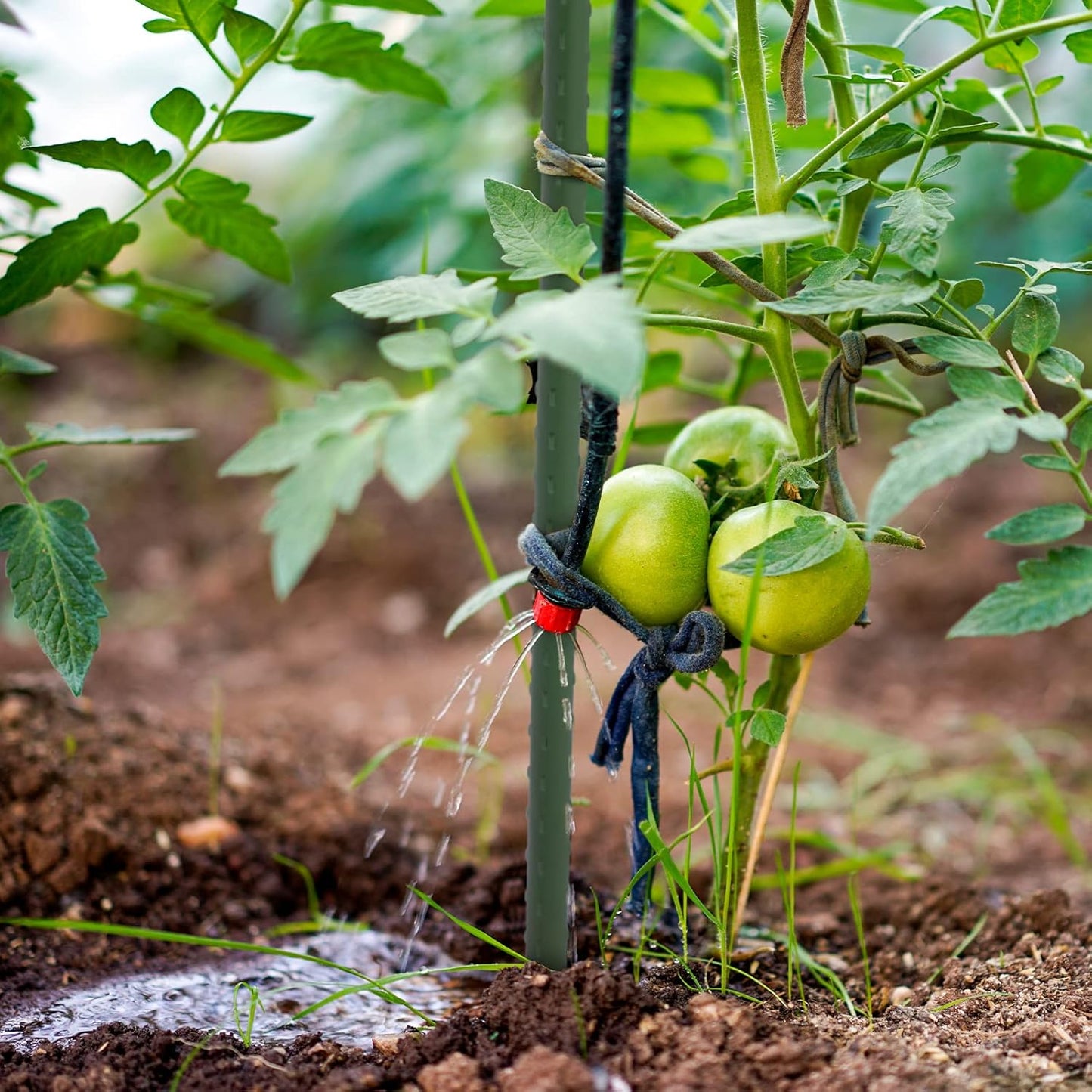 Garden Stakes 48'' Plant Sticks, 50PCS Plastic Coated Steel 4ft Plant Stakes Support for Growing Climbing Plants, Tomato Stakes Gardening Supplies-VerdiqueGarden