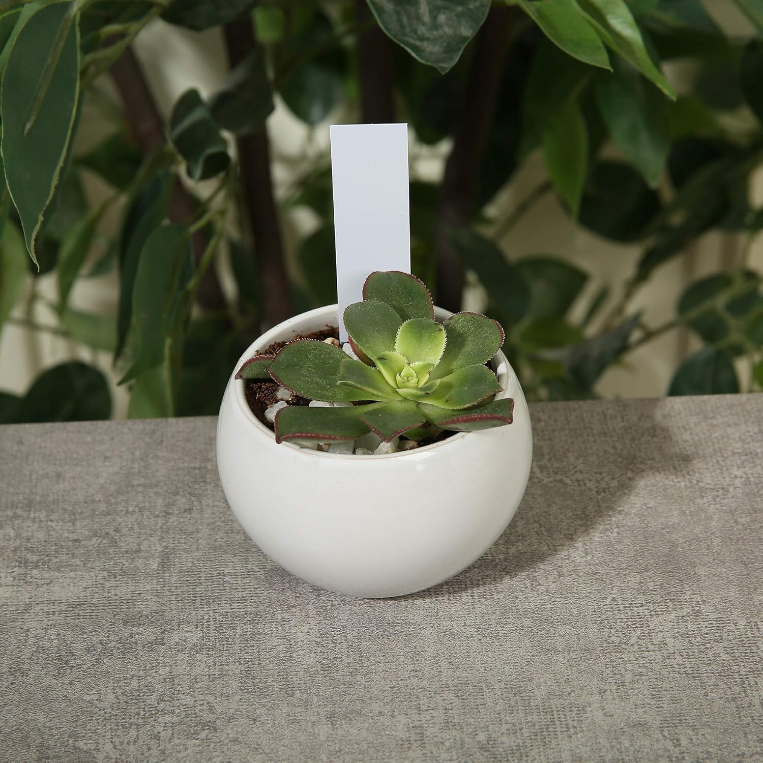 1000 Pcs Plant Tags, 4 Inch Plastic Garden Plant Pot Markers Waterproof Plant Labels, Multicolor-VerdiqueGarden