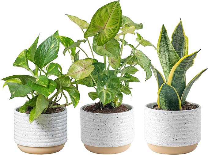 Costa Farms Live Plants (3 Pack), Easy to Grow Real Indoor Houseplants, Air Purifying Plants, Grower's Choice in Home Décor Indoors Plant Pots, New House Gift or Room Décor-VerdiqueGarden