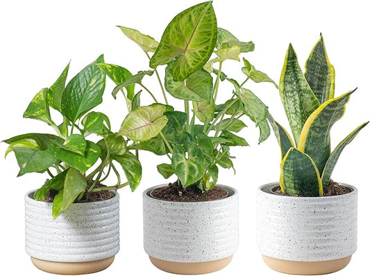 Costa Farms Live Plants (3 Pack), Easy to Grow Real Indoor Houseplants, Air Purifying Plants, Grower's Choice in Home Décor Indoors Plant Pots, New House Gift or Room Décor-VerdiqueGarden
