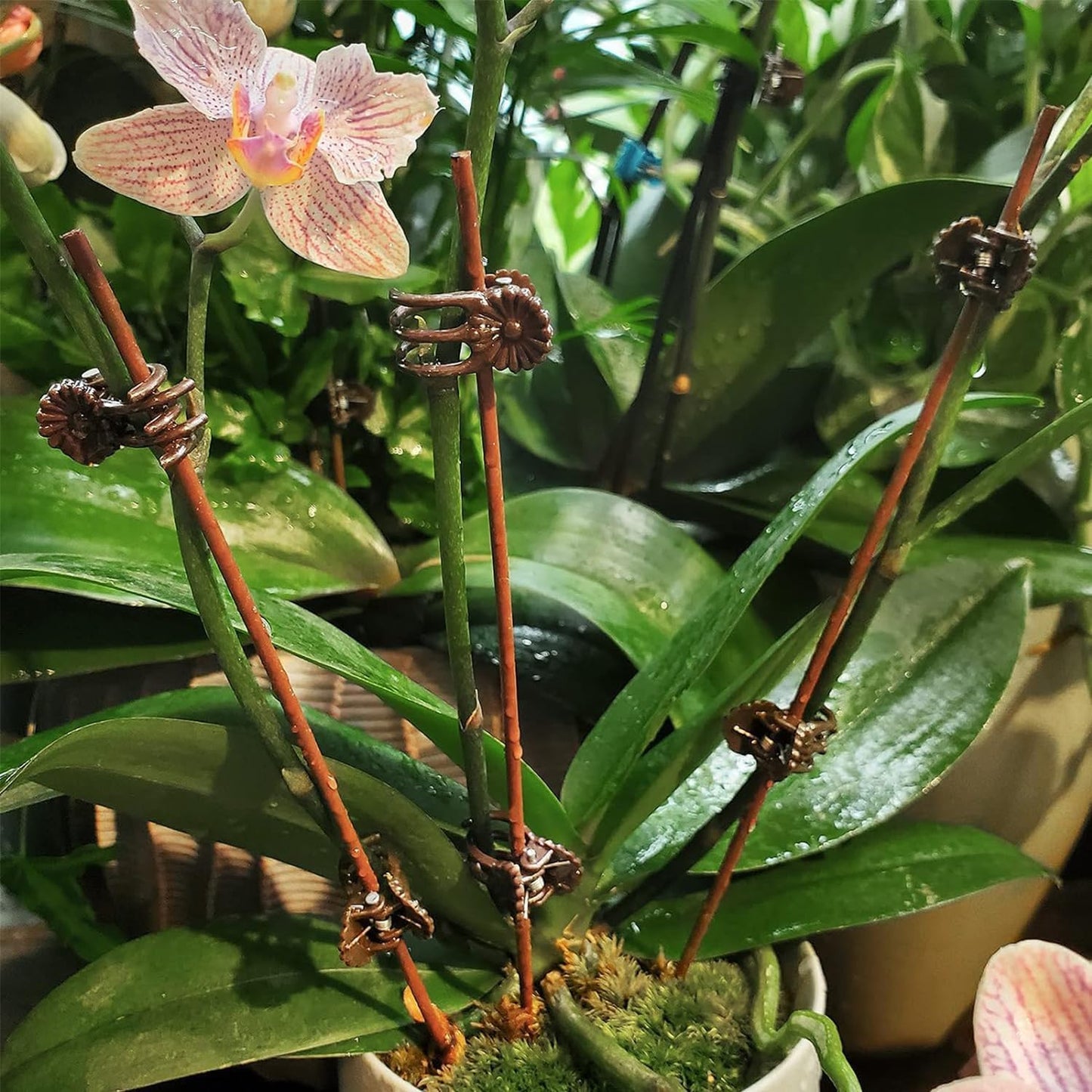 100Pcs Large Plant Clip,Daisy Garden Flower Plant Clip,for Orchids Vine Clip Support Stem Vine Upright Growth (Brown)-VerdiqueGarden