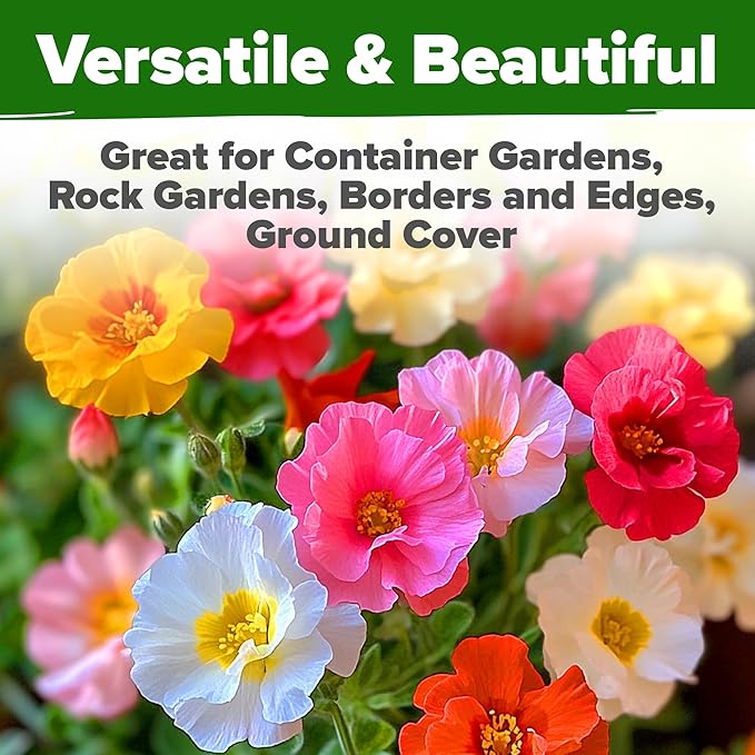 HOME GROWN 23,500+ Moss Rose Seeds (Bulk Pack) Annual Flower for Ground Cover - Heirloom 𝗡𝗢𝗡-𝗚𝗠𝗢 Portulaca Seeds for Planting Outdoors - Great for Low-Maintenance Gardens (Portulaca grandiflora)-VerdiqueGarden